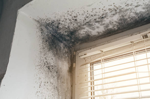 Affordable Mold Removal solutions in Richland, GA